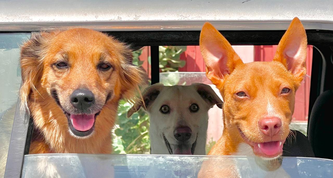 Drie honden kijken vrolijk uit een auto – HondenLogica